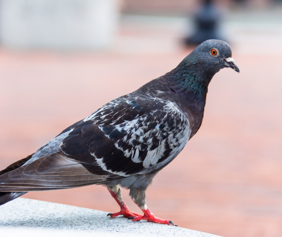 شركة مكافحة الحمام في ابوظبي